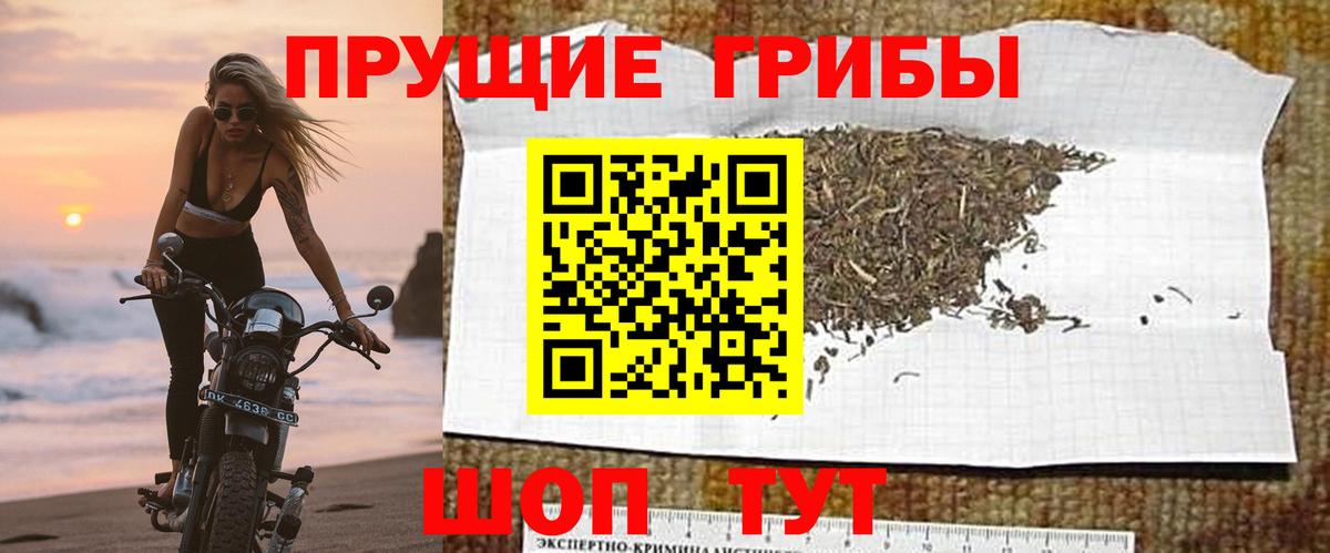 где можно купить   Вход с VPN  Тверь  Псилоцибиновые грибы прущие грибы 